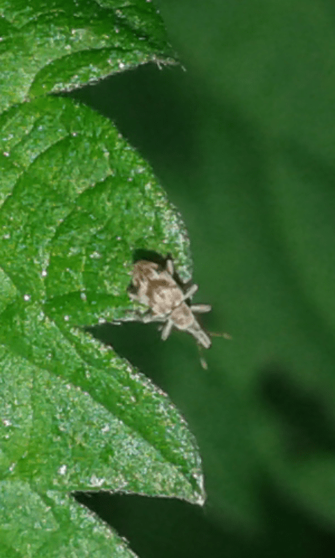Apionidae da ID 2